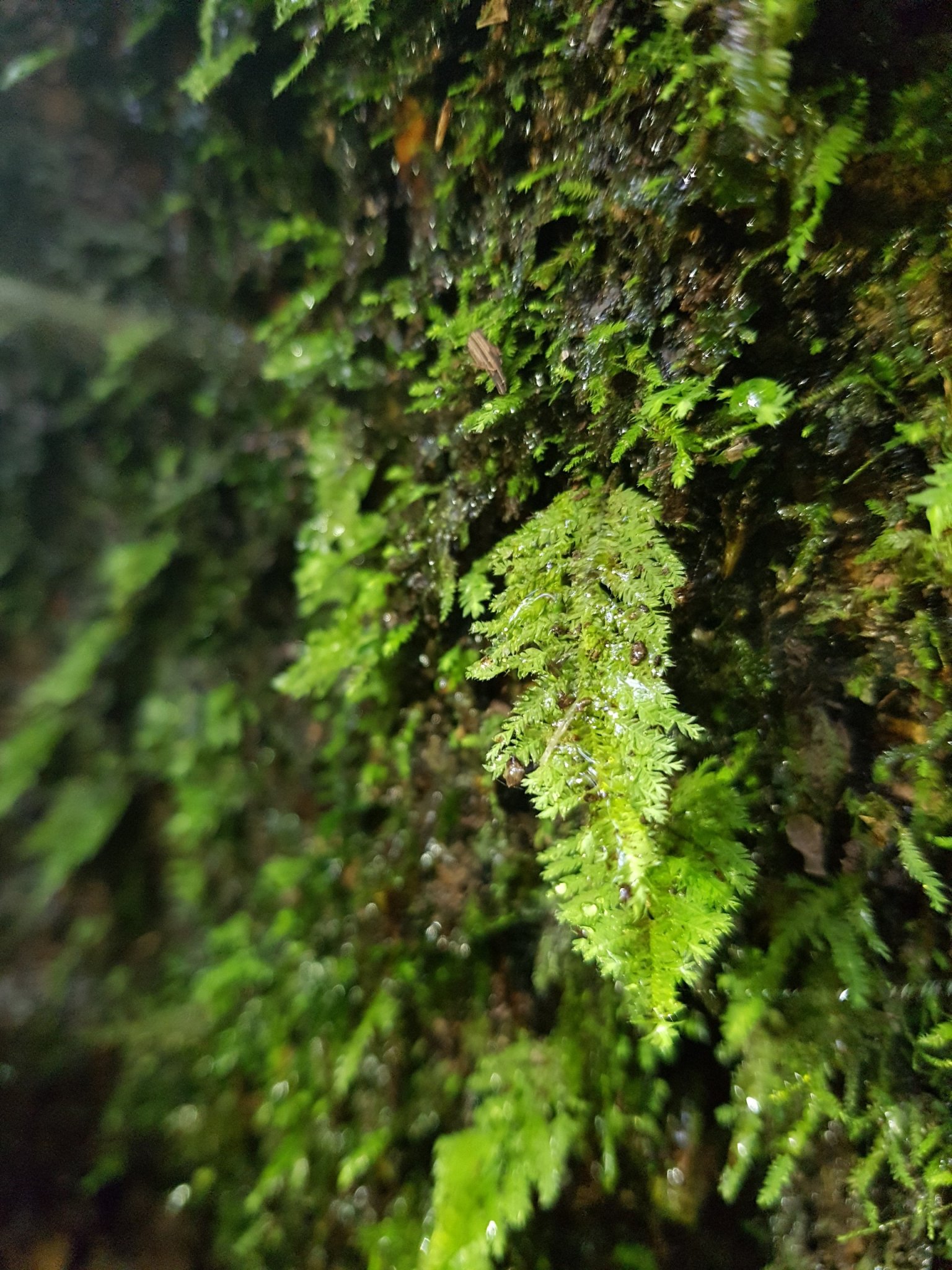 nuiba3 (6) 11