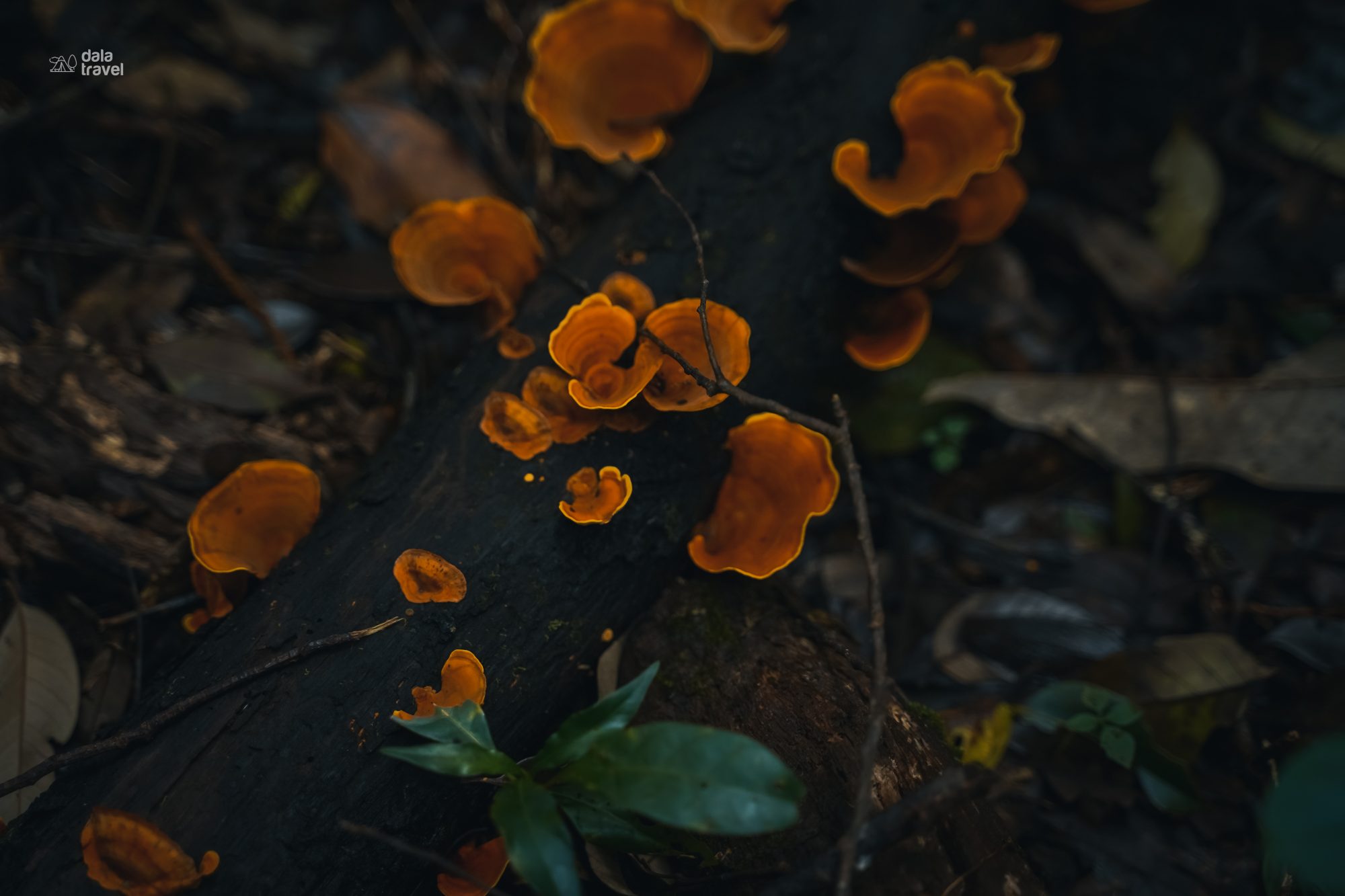 DSC07280 11